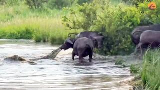 Crocodile vs Buffalo Fighting