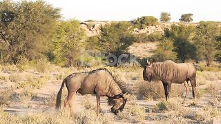 Animals fighting very funny video