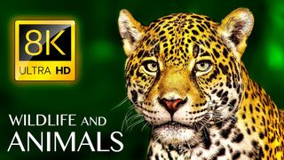 Animals & Wildlife 8K ULTRA HD • Relaxing Music and Nature Sounds