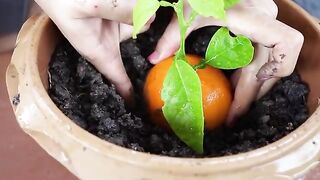 How to grow Orange plants fast and easily with aloe Vera booster