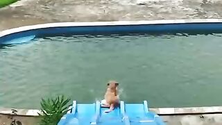 Dogs funny video ????