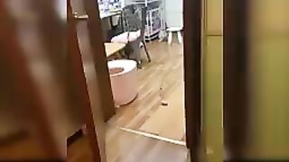 Cute and funny cat video#2