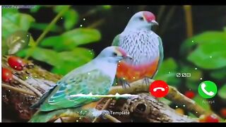 Beautiful Video