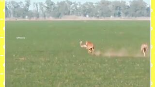 Struggle is name of life || Animals videos