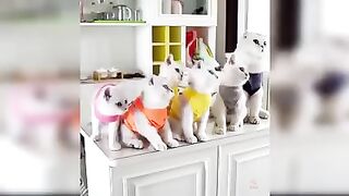 Baby cats