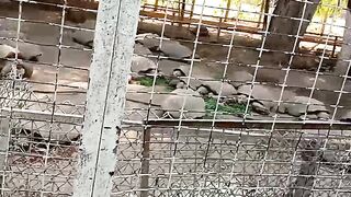 Visit to zoo