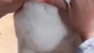 Funny cat ???????????????? video//new funny cat videos