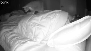 What my cat does at night
