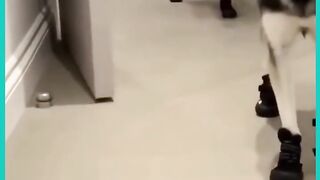 Приколы с животными , смешные собаки и кошки , смех до слез #shorts #cat #dogs #animals.