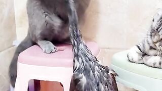 Cat Duck funny Fight