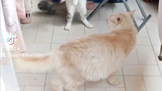 My beautiful two cats momo Mano