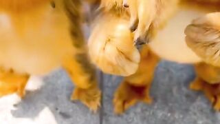 goldenmonkey