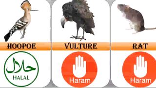 Halal And Haram Animal Meet In Islam