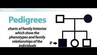 pedigree and inheritance patterns