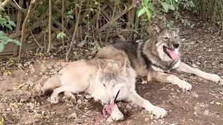 Traning Dogs