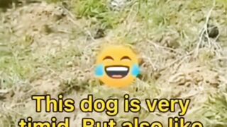 Funny Dog Afraid