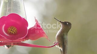 Beutifull birds amazing seen