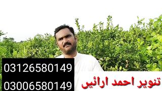 Lemon Farming