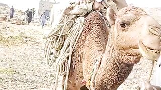 مولوی کو اُونٹ سے اُتارنا مسئلہ کشمیر سے کم نہیں ????????