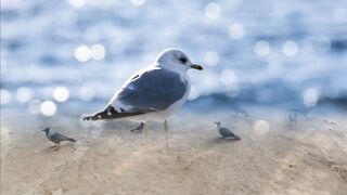 See what it's like to live with birds in this video