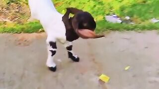 Cute goat