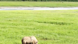 Video of Bear ????