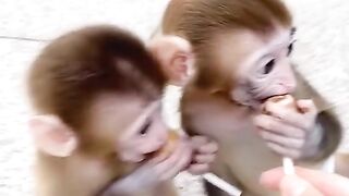 monkey9898