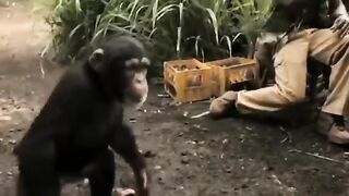Funny Clip Monkey Firing With Ak47