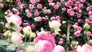 Amazing flowers