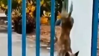 Cute dogs#17#virl#funy