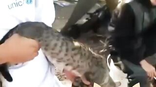 Funny Cat fireing ????