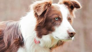 Beautiful Dogs - Lovely Dogs ???????? - Funny Dogs