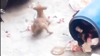 Dog and monkey