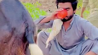 Teri topi kahan ha full funny video must watch