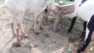 Beautiful goats
