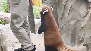 최애 동물 귀여운 랫서판다 모음♥