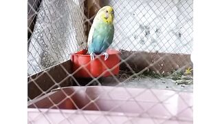 My birds setup
