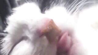 Funny cate