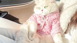 Wow so beautiful cat ????