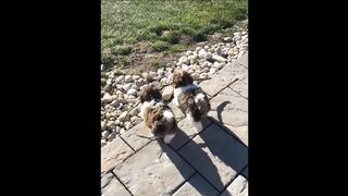Funny Animal Videos #3