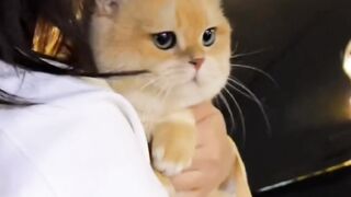 So beautiful cat ❤️❤️