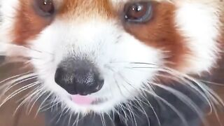 세젤귀 생명체 랫서판다 모음 2탄♥