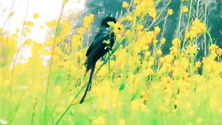 Nusrat Fateh Ali Khan NFAK Beautiful Punjabi Music Video with Quotes of Rumi by Asif Kha