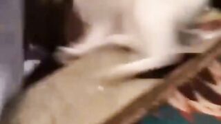 You laugh, You lose ???? Funniest Animals