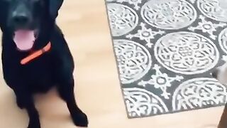 funny dog video