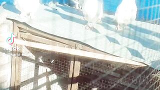 Fancy & highflyer pegion