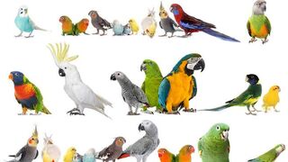 The beautiful parrots playing with us amazing