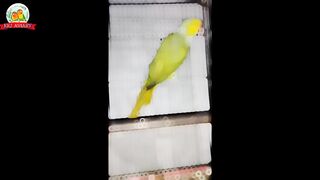 Parrots