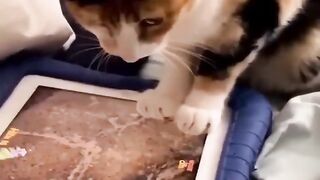 You laugh, You lose ???? Funniest Animals