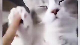 Funny video of animals